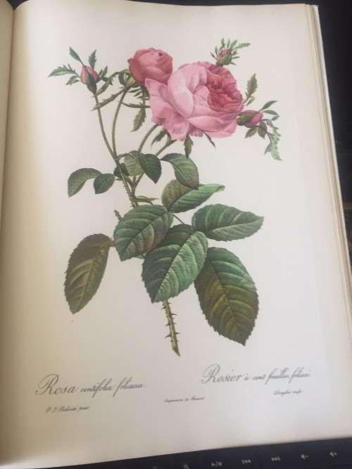 PIERRE-JOSEPH REDOUTE ROSES