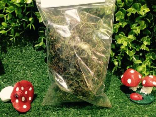 moss for fairy gardens
