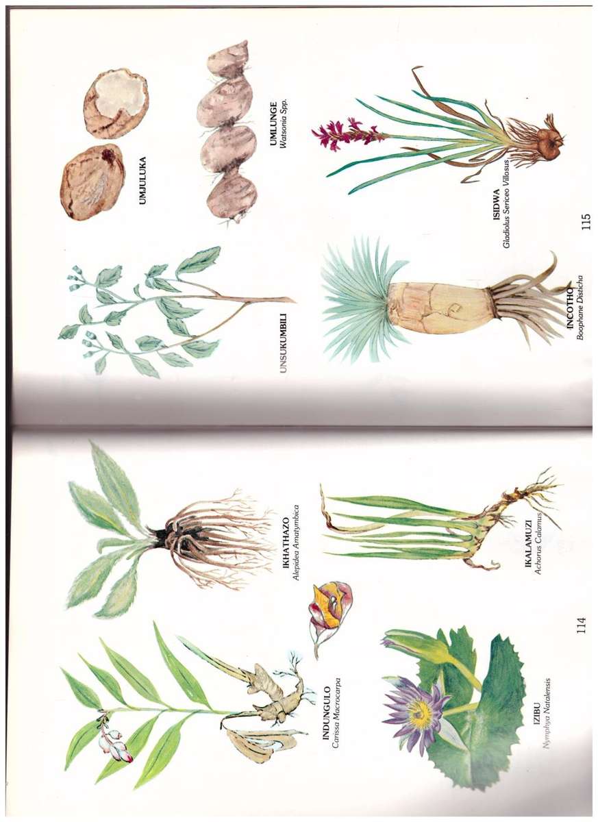 NATURA AFRICA, THE HERBALIST HANDBOOK, AFRICAN FLORA MEDICINAL PLANTS