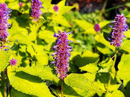 Agastache, Golden Jubilee - Agastache foeniculum - 5 seeds