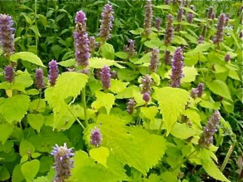 Agastache, Golden Jubilee - Agastache foeniculum - 5 seeds
