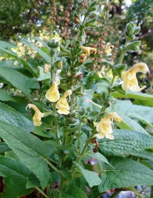 Himalayan Cloud Sage - Salvia nubicola - 5 seeds