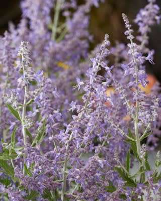 Russian Sage - Perovskia atriplicifolia - 5 seeds