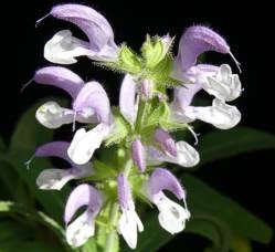 Wild Giant Sage- Salvia disermas - 5 seeds