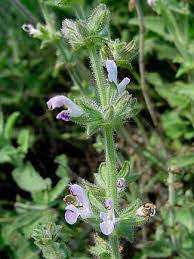 Wild Giant Sage- Salvia disermas - 5 seeds