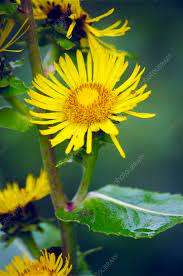 Elecampane - Scabwort - Inula helenium - 5 seeds