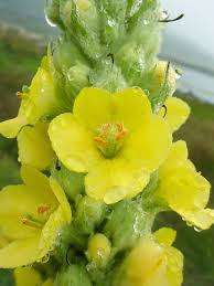 Mullein - Verbascum thapsus - 5 seeds