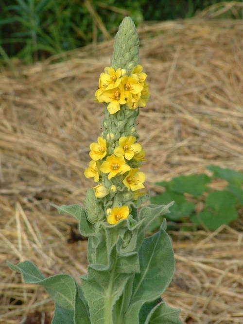 Mullein - Verbascum thapsus - 5 seeds
