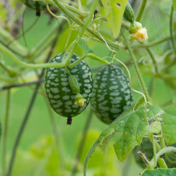 Mouse Melon - Cucamelon - Melothria scabra - 5 seeds
