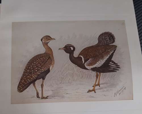 Blue Quail Lithograph - Claude Gidney Finch-Davies 1875 - 1920