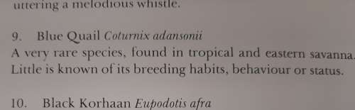 Blue Quail Lithograph - Claude Gidney Finch-Davies 1875 - 1920