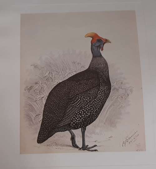 Helmeted Guineafowl Lithograph - Claude Gidney Finch-Davies 1875 - 1920