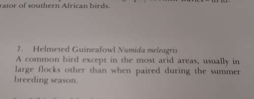 Helmeted Guineafowl Lithograph - Claude Gidney Finch-Davies 1875 - 1920