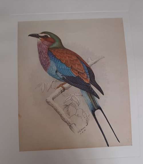 Lilac-breasted Roller Lithograph - Claude Gidney Finch-Davies 1875 - 1920