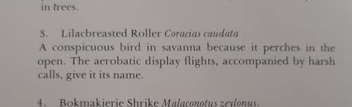 Lilac-breasted Roller Lithograph - Claude Gidney Finch-Davies 1875 - 1920