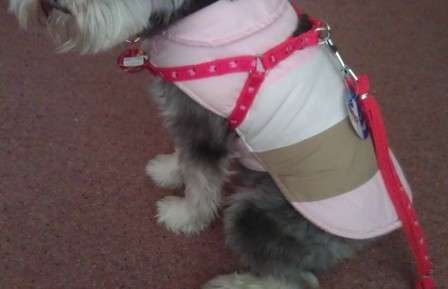 Cute Black Dotted Harness Sets with Leash(15mm*1.2m )