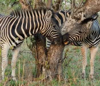 Mid week stay @ Dikhololo Resort and Game Reserve 7 to 11 Oct - 6 sleeper