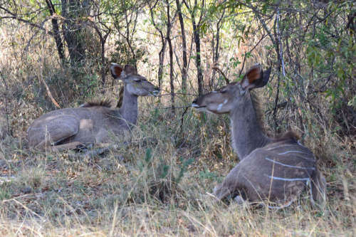 Mid Week - Mabalingwe Nature Reserve - 10 to 14 June 2019