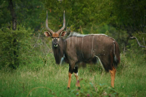 Mid Week - Mabalingwe Nature Reserve - 10 to 14 June 2019