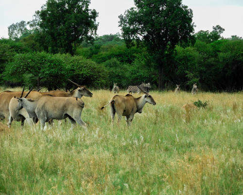 Mid week - Monateng Safari Lodge - 4 night stay from 10 to 14 Jun 2019