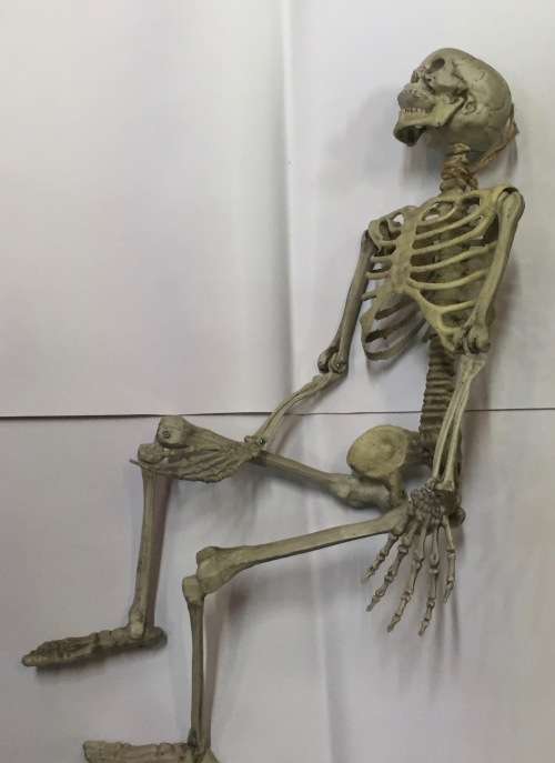 Halloween 80cm full skeleton