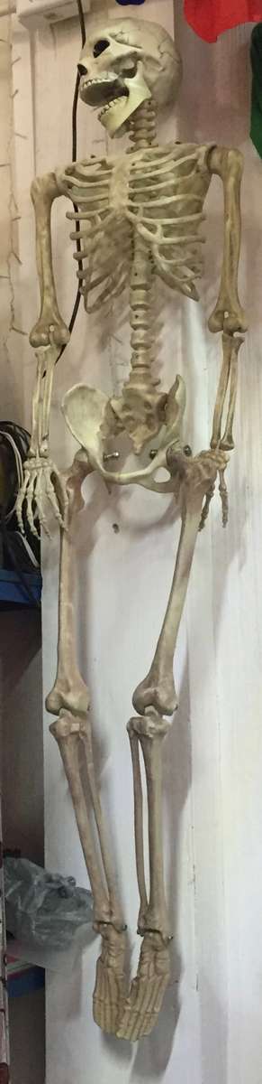 Halloween 150cm/1.5m full skeleton