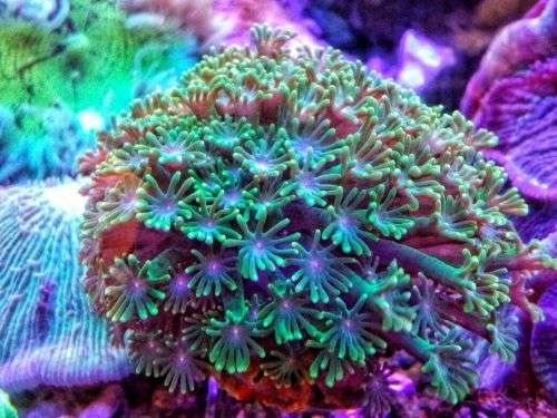 Alveopora Coral