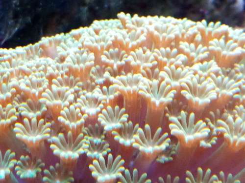 Alveopora Coral