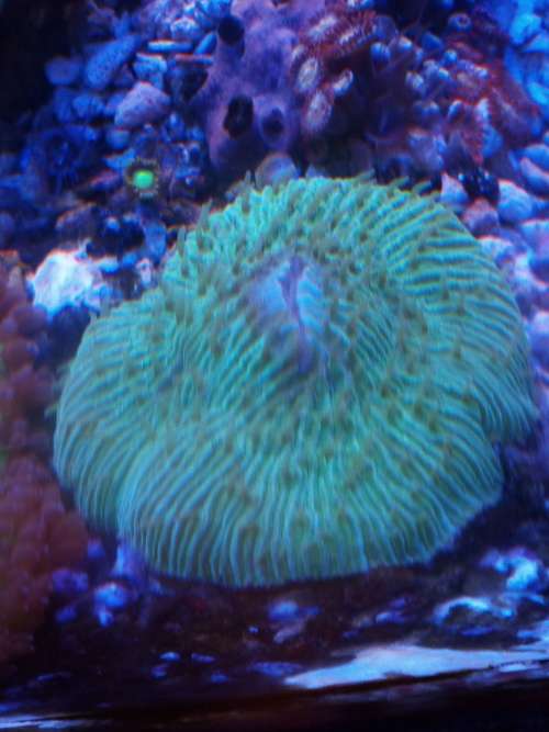 Green Fungia Plate Coral