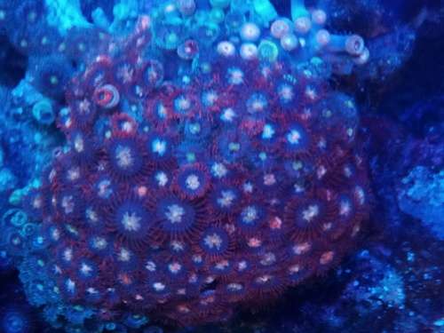 Zoanthids Frags