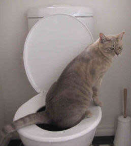 CAT TOILET TRAINING KIT