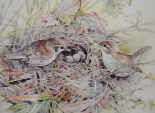 ROYAL ALBERT PLATE - GARDEN BIRDS SERIES " WREN "