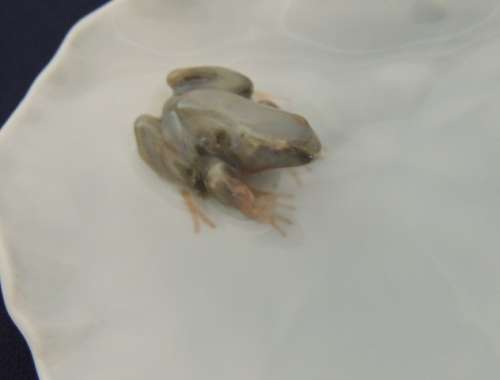 Royal Copenhagen Trinket Dish - Frog On Lily Pad # 2477