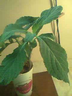 Salvia Divinorum Live Plant