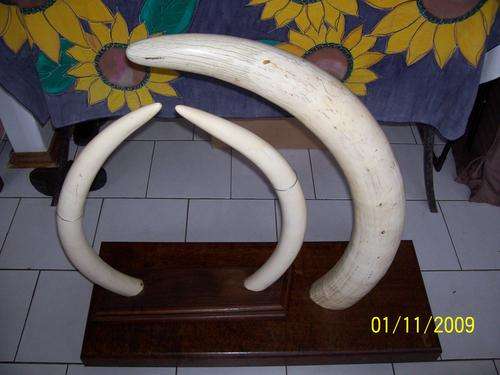ELEPHANT TUSKS REAL IVORY