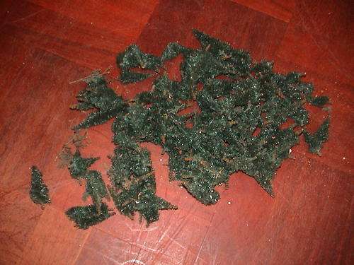 HO GAUGE PINE TREES, ENOUGH FOR A WHOLE FOREST IN GOOD CONDITION