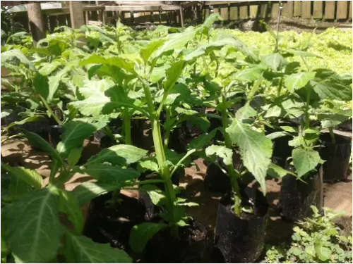 Healthy, Well Rooted, Salvia Divinorum Plants - Nationwide Delivery