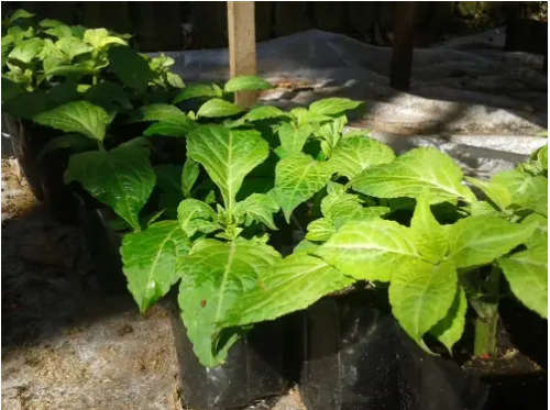 Healthy, Well Rooted, Salvia Divinorum Plants - Nationwide Delivery