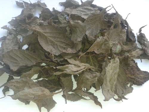 100% Pure, Hydroponically Grown, Dried and Crushed Salvia Divinorum Herb Leaves (32 grams)