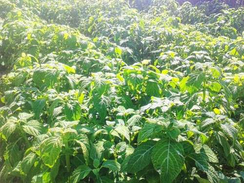 100% Pure, Hydroponically Grown, Dried and Crushed Salvia Divinorum Herb Leaves (32 grams)