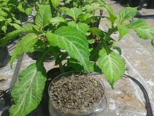100% Pure, Hydroponically Grown, Dried and Crushed Salvia Divinorum Herb Leaves (32 grams)