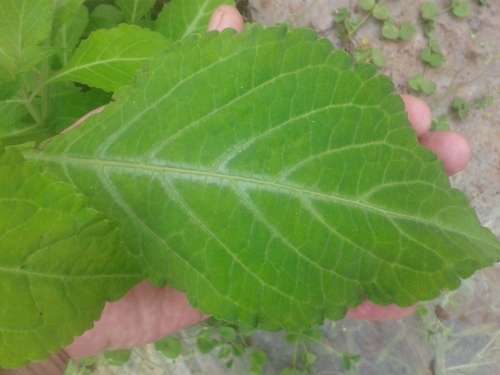 100% Pure, Hydroponically Grown, Dried and Crushed Salvia Divinorum Herb Leaves (32 grams)