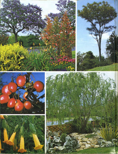 [B:2:S:CC]-Gardening with Trees - Una van der Spuy