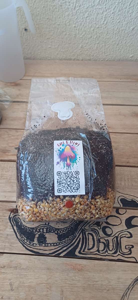 All in one mushroom grow kit