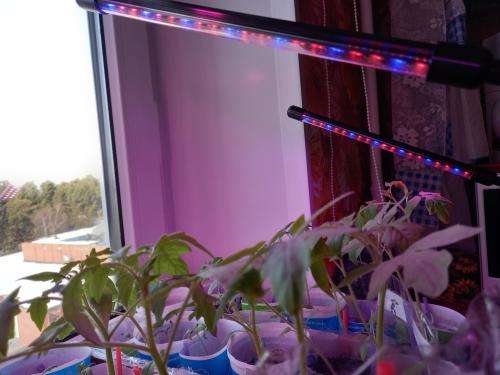 Two head LED Grow Light for Plants with timer.