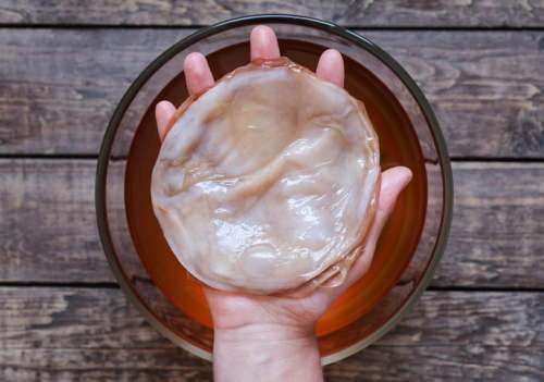 Fresh Kombucha SCOBY in starter tea (Starter culture for delicious, nutritious, home-made Kombucha)