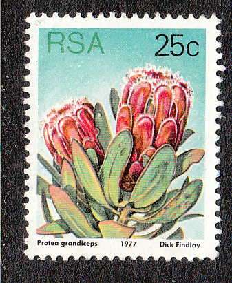 RSA 25c PROTEA WITHOUT GUM