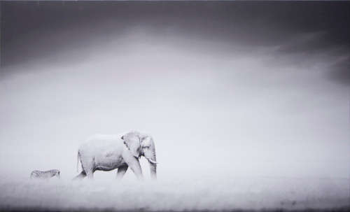 Bespoke Canvas Art - Wildlife - Elephant & Zebra
