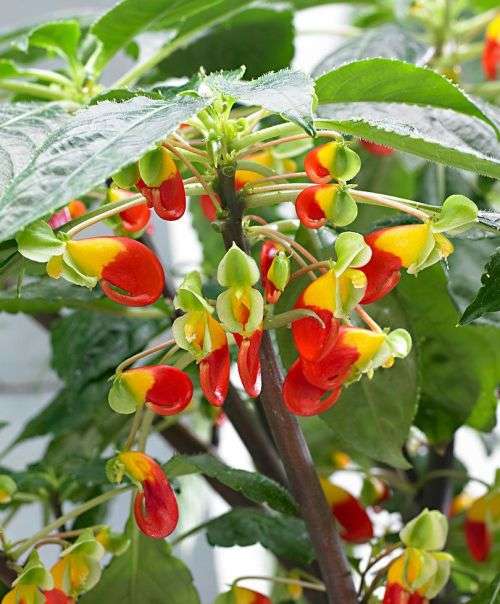 Impatients Niamniamensis