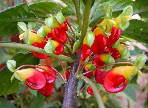 Impatients Niamniamensis